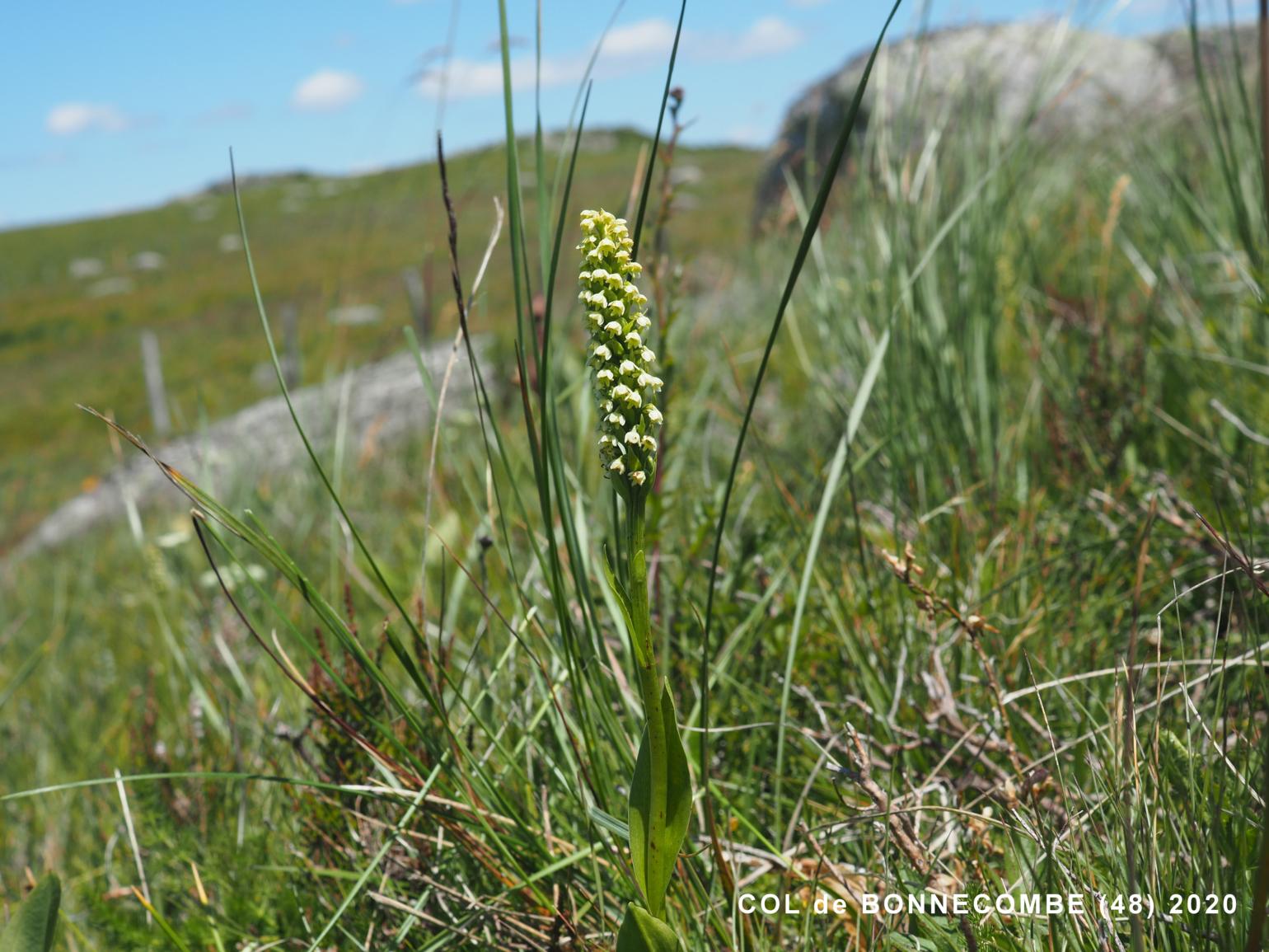 Orchid, Small White